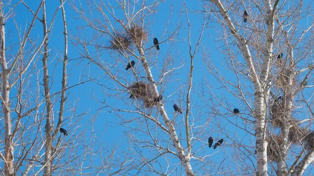 Springtime nests in blue sky. Wildlife activity unfolds in vibrant springtime birch branches. Small birds gather and settle among bright buds in clear springtime sky