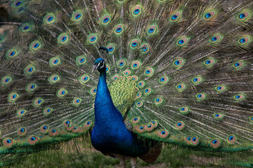 Obraz premium A male peacock with spread tail feathers outdoors.