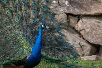 Obraz premium A male peacock with spread tail feathers outdoors.