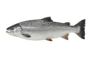 Obraz premium Isolated Pacific salmon fish for sale, a common commercial fish with nutritional values