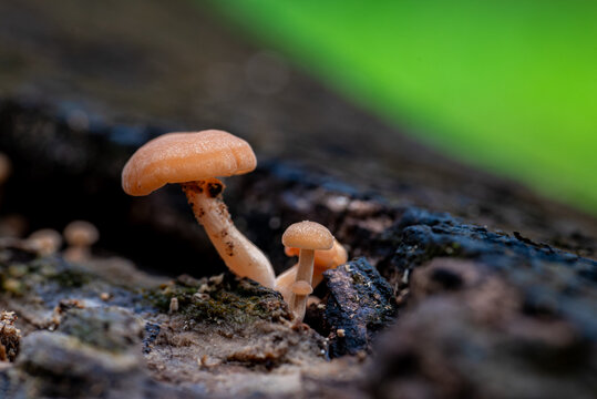 Tiny orange mushrooms grow on dark, weathered wood. Soft green blur suggests forest floor or undergrowth