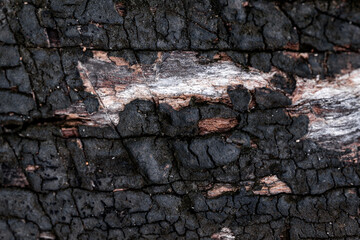 Fototapeta premium Blackened bark reveals fire's destructive power. Cracks and ash mark the tree's scarred surface. 