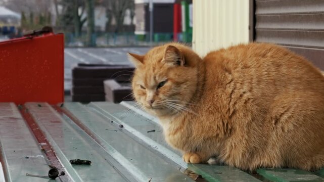 Large orange tabby cat with a grumpy expression sits on a corrugated metal surface. The camera slowly zooms out, revealing the urban background on a cloudy day.