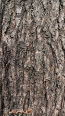 Fototapeta premium Rough brown tree bark texture background. Natural wood skin surface