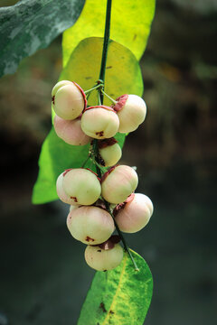 Close-up of katuk plant with small round pale pink fruits growing along a green stem, surrounded by fresh leaves, showcasing tropical vegetation and natural garden detail.
