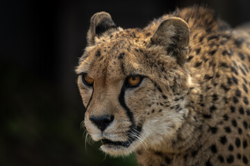 Close-up of a cheetah's head outdoors with a dark background. © lapis2380
