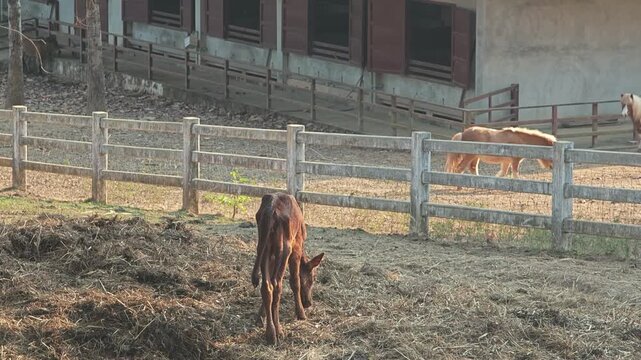 Baby brown cow, Ankole Watusi.