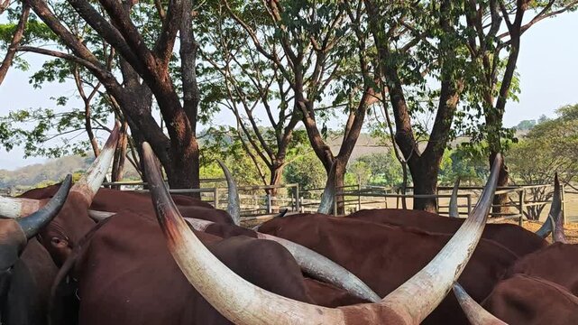 A cow Ankole Watusi with very large horns.