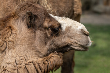 Fototapeta premium Close-up of a dromedary camel's head outdoors.