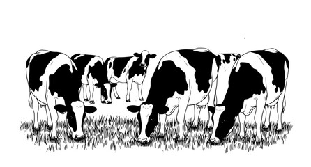 Hand-Drawn Cows Chewing Grass Vector Illustration – Dairy Farm © BadhanChandra