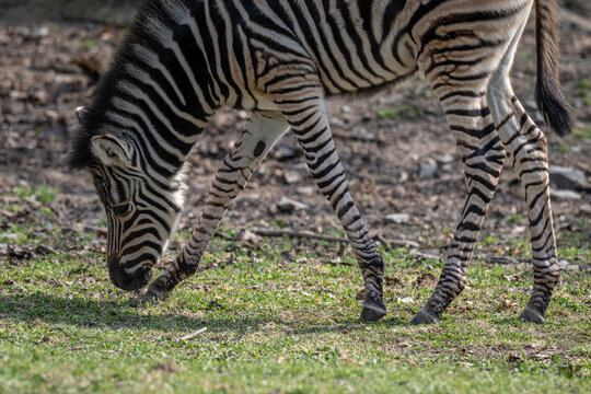 Female Chapman's zebra foal outdoors in nature.