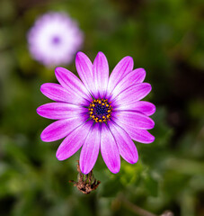 Fototapeta premium Pink Daisy Flower – Macro Floral Photography