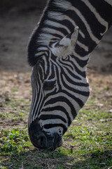 Fototapeta premium Close-up of a feeding Chapman's zebra's head outdoors in nature.