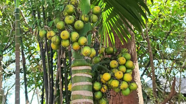 Bunch of areca nut or betel nut is the fruit of the areca palm tree.