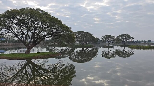 Rain Tree in the Water. East Indian Walnut.
