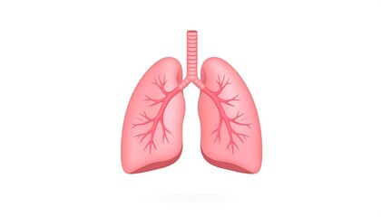 Fototapeta premium Human Respiratory System - Anatomical Illustration of Lungs.