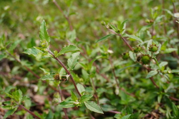 Obraz premium Green Plant with Spiky Seed Pods