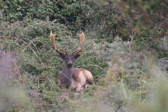 fallow deer (Dama dama)