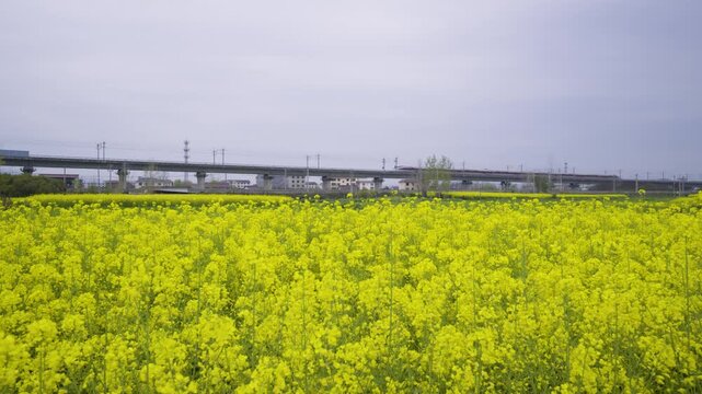 High-speed train in a sea of rapeseed flowers.