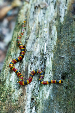 A highly venomous Mosquito Coral Snake (Micrurus mosquitensis) slithering across a weathered log in a Caribbean lowland rainforest, displaying its vibrant aposematic warning colors.