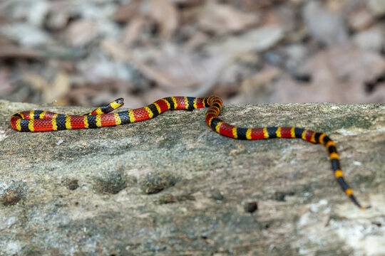 A highly venomous Mosquito Coral Snake (Micrurus mosquitensis) slithering across a weathered log in a Caribbean lowland rainforest, displaying its vibrant aposematic warning colors.