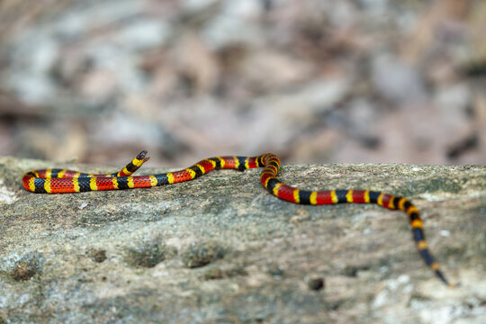 A highly venomous Mosquito Coral Snake (Micrurus mosquitensis) slithering across a weathered log in a Caribbean lowland rainforest, displaying its vibrant aposematic warning colors.