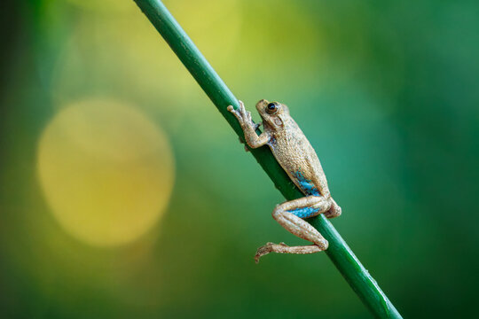 Panama Cross-banded Tree Frog (Smilisca sila) perched on a mossy branch surrounded by small white mushrooms in a tropical rainforest.