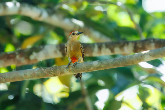 Red-crowned Woodpecker (Melanerpes rubricapillus) clinging to a tree trunk in a tropical forest with a soft green bokeh background.