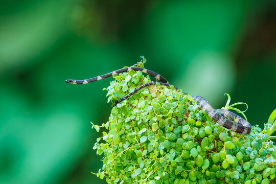 Neotropical Snail-eater snake (Dipsas articulata) crawling through a dense cluster of green epiphytes and moss on a tree branch in a tropical rainforest.