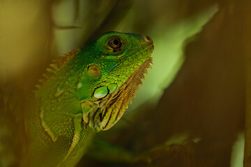 Obraz premium Extreme close-up of a juvenile Green Iguana (Iguana iguana) head, showing detailed scales, the subtympanic shield, and its bright orange eye in a tropical jungle setting.