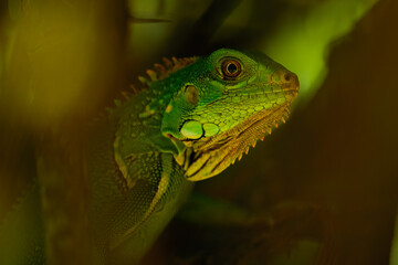Fototapeta premium Extreme close-up of a juvenile Green Iguana (Iguana iguana) head, showing detailed scales, the subtympanic shield, and its bright orange eye in a tropical jungle setting.