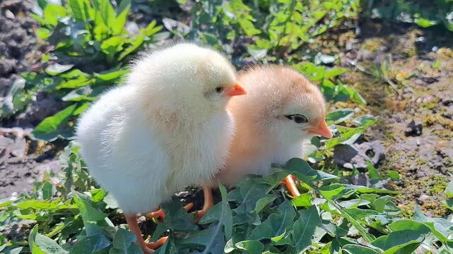 Video with two chicks. 4K
