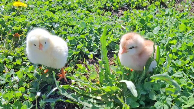 Video with two chicks. 4K
