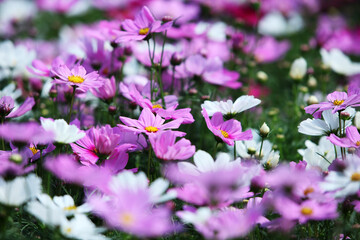 Fototapeta premium Vibrant Pink and White Cosmos Flowers in Blooming Garden Scene