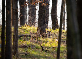 Sarna w lesie o złotej godzinie – dzika przyroda w naturalnym środowisku © MarcinRoj.Fotografia