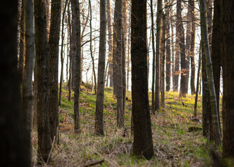 Sarna w lesie o złotej godzinie – dzika przyroda w naturalnym środowisku © MarcinRoj.Fotografia