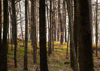 Sarna w lesie o złotej godzinie – dzika przyroda w naturalnym środowisku © MarcinRoj.Fotografia
