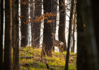 Sarna w lesie o złotej godzinie – dzika przyroda w naturalnym środowisku © MarcinRoj.Fotografia