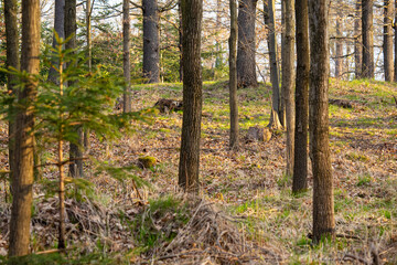 Sarna w lesie o złotej godzinie – dzika przyroda w naturalnym środowisku © MarcinRoj.Fotografia