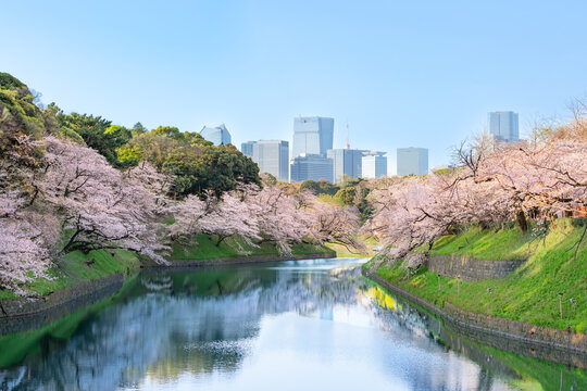 千鳥ヶ淵　満開の桜　青空　東京　千代田区