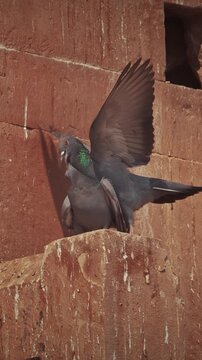 Varanasi, Uttar Pradesh, India. Doves Pigeons mating kissing on old red wall Chet Singh Fort. Gh...