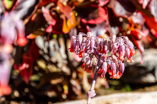 Kalanchoe fedtschenkoi pertenece a la familia Crassulaceae.
