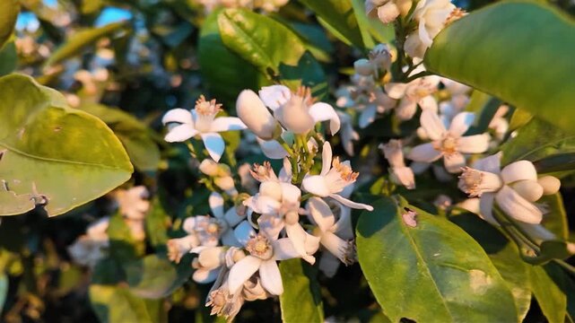 Close up of delicate white orange blossom azahar flowers blooming among vibrant green leaves on citrus tree branch in warm natural sunlight spring Mediterranean garden