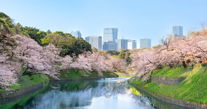 千鳥ヶ淵　満開の桜　青空　東京　千代田区