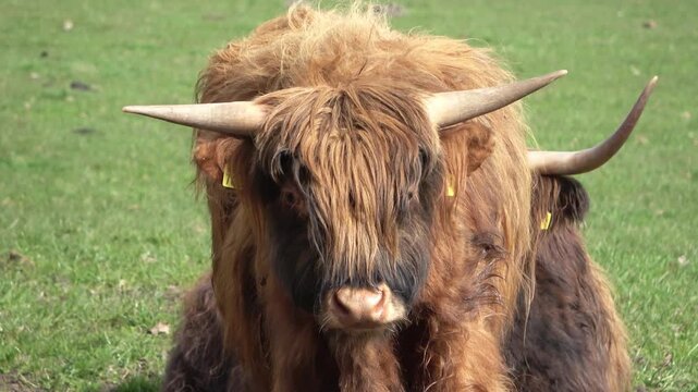Shaggy brown Highland cattle resting in a green field