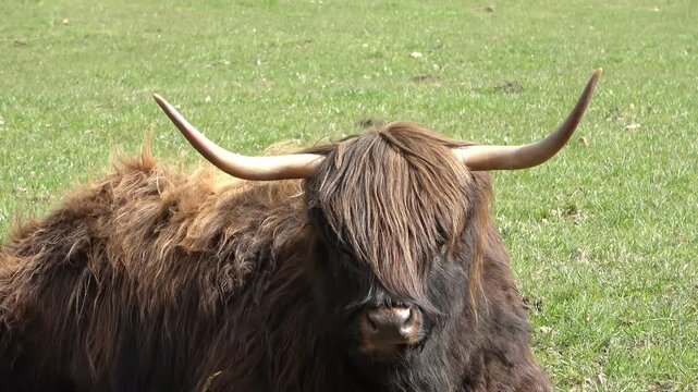 Highland cattle lying down and chewing in a green pasture
