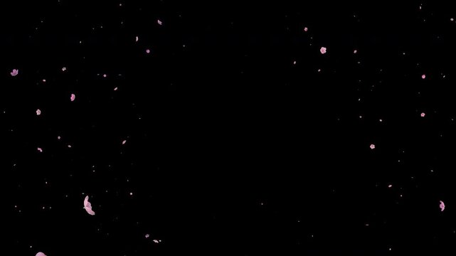 Small amount of pink sakura petals flying toward camera and falling in air. Cherry blossom floral overlay animation isolated on alpha channel. Seamless loop in 4K for motion graphics, VFX.
