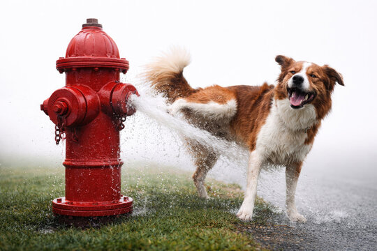 The dog stands at the red fire hydrant under running water.