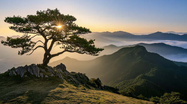 Lone pine tree on rocky hilltop with sunburst, misty mountain landscape, sunrise, serene, natural beauty, tranquil, scenic view