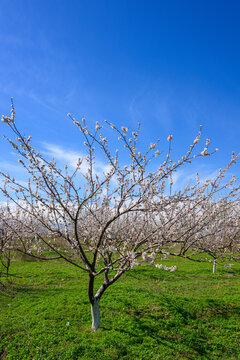 Apricot orchard in bloom with single tree standing out in grassy field under brig
